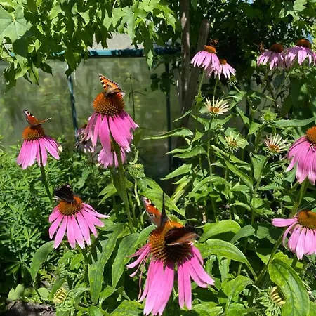 Apartament Pod Niebieskim Pagajem Mrągowo